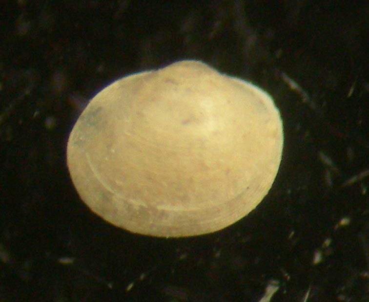 microgloma tumidula?